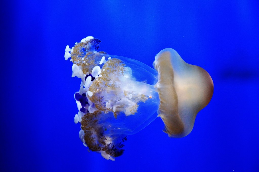 Foto: Acuario - Génova (Liguria), Italia