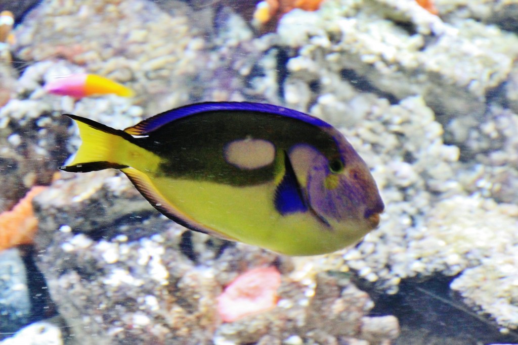 Foto: Acuario - Génova (Liguria), Italia