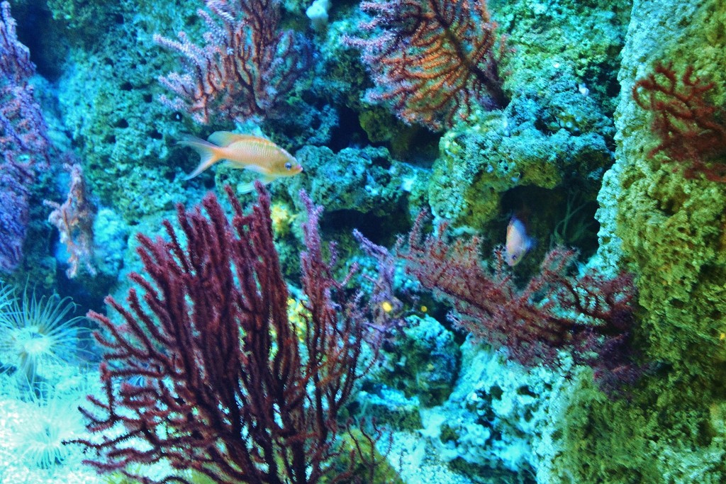 Foto: Acuario - Génova (Liguria), Italia