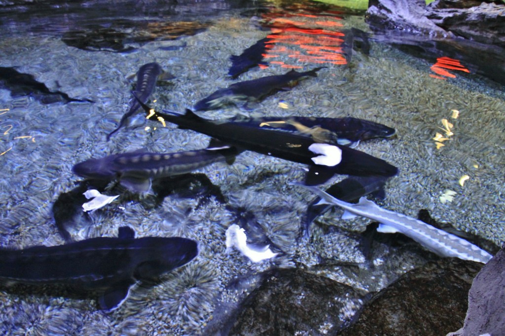 Foto: Acuario - Génova (Liguria), Italia