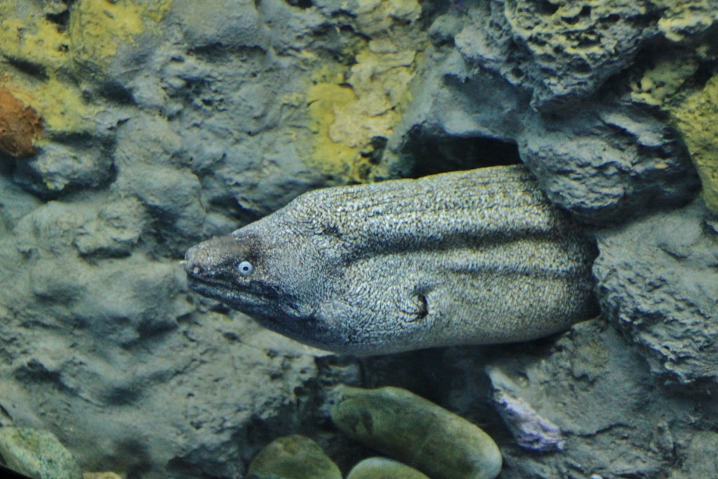 Foto: Acuario - Génova (Liguria), Italia