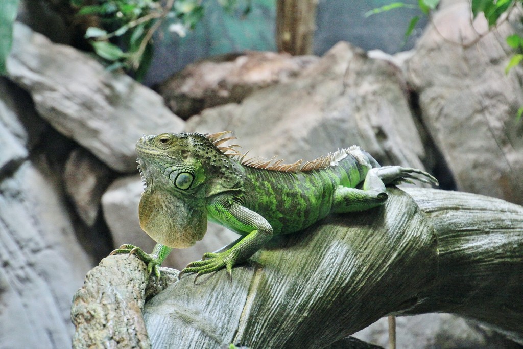 Foto: Acuario - Génova (Liguria), Italia