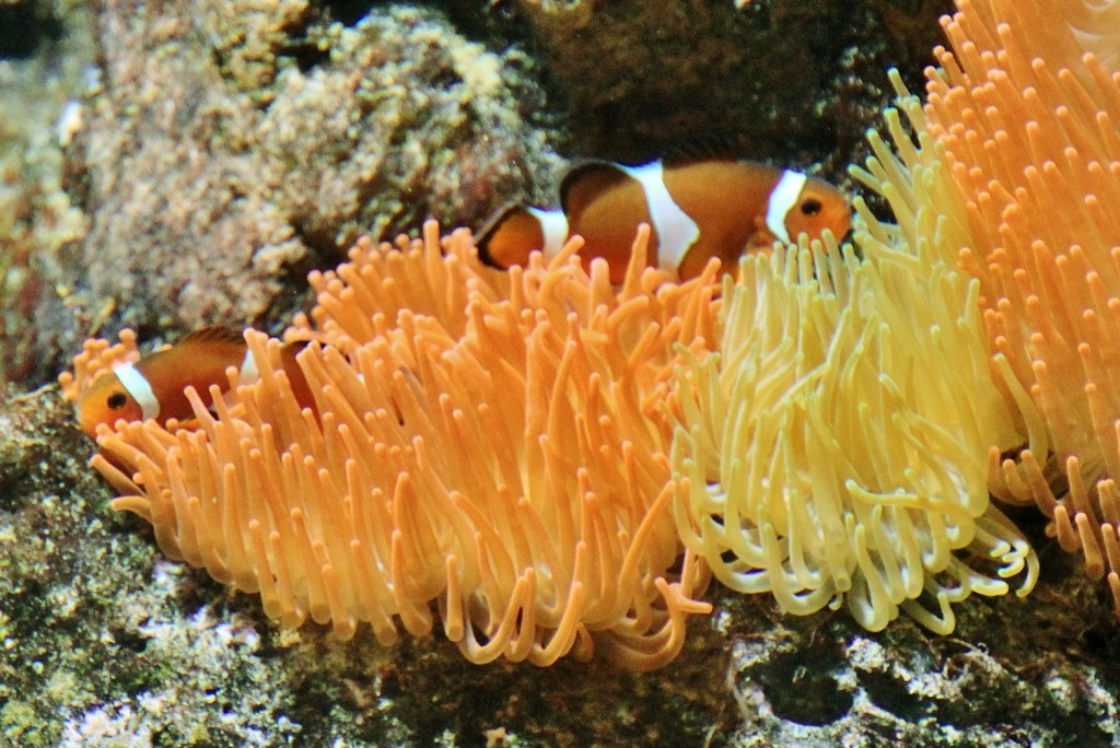 Foto: Acuario - Génova (Liguria), Italia