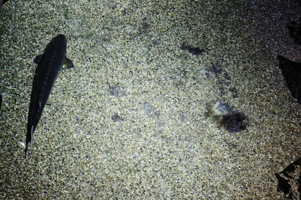 Foto: Acuario - Génova (Liguria), Italia