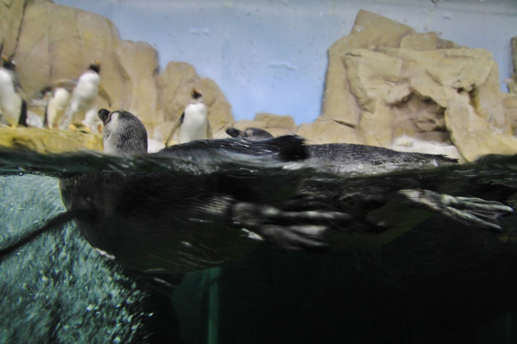 Foto: Acuario - Génova (Liguria), Italia