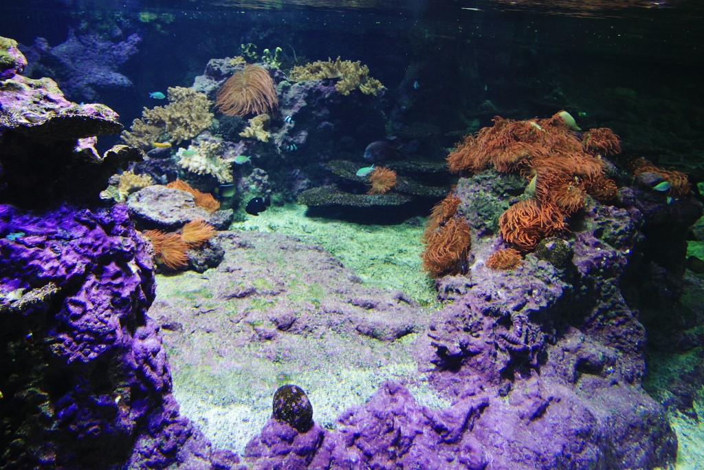 Foto: Acuario - Génova (Liguria), Italia