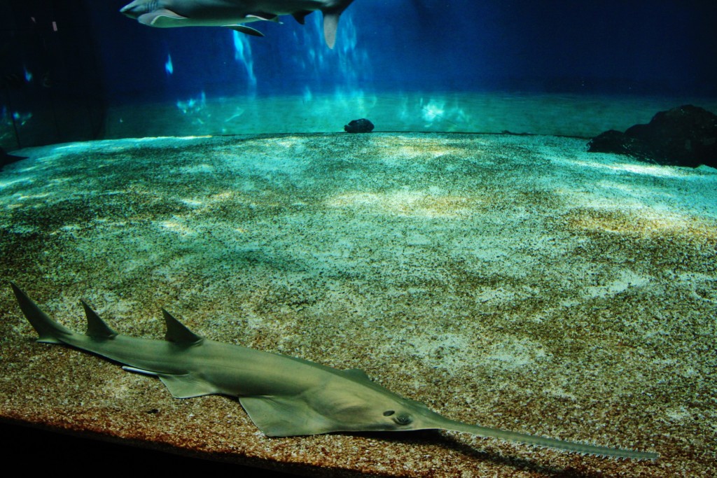 Foto: Acuario - Génova (Liguria), Italia
