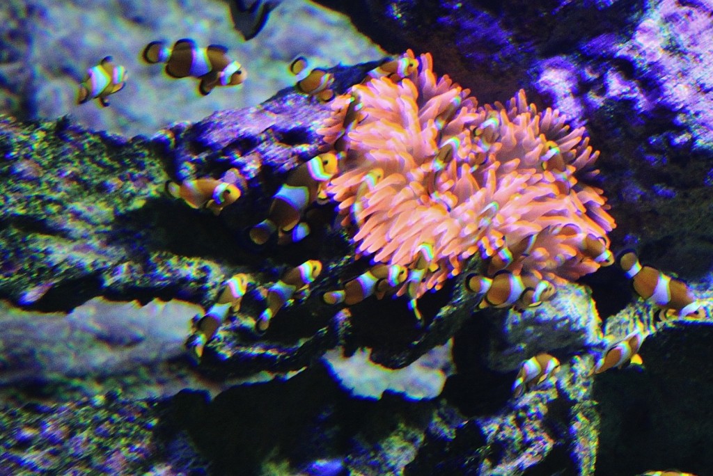 Foto: Acuario - Génova (Liguria), Italia