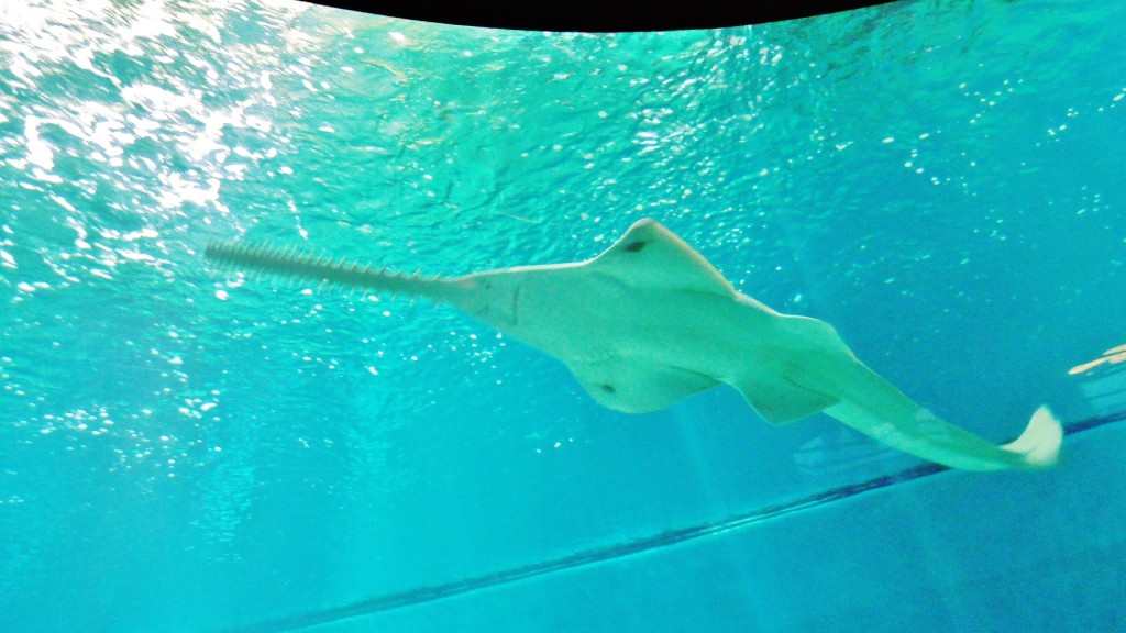 Foto: Acuario - Génova (Liguria), Italia