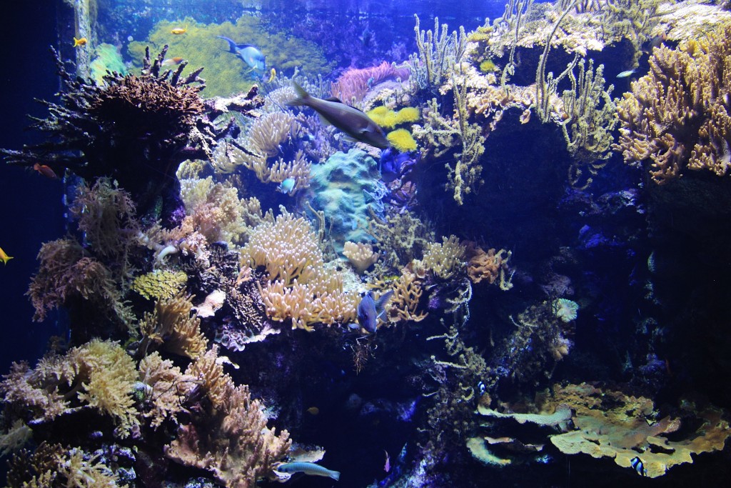 Foto: Acuario - Génova (Liguria), Italia
