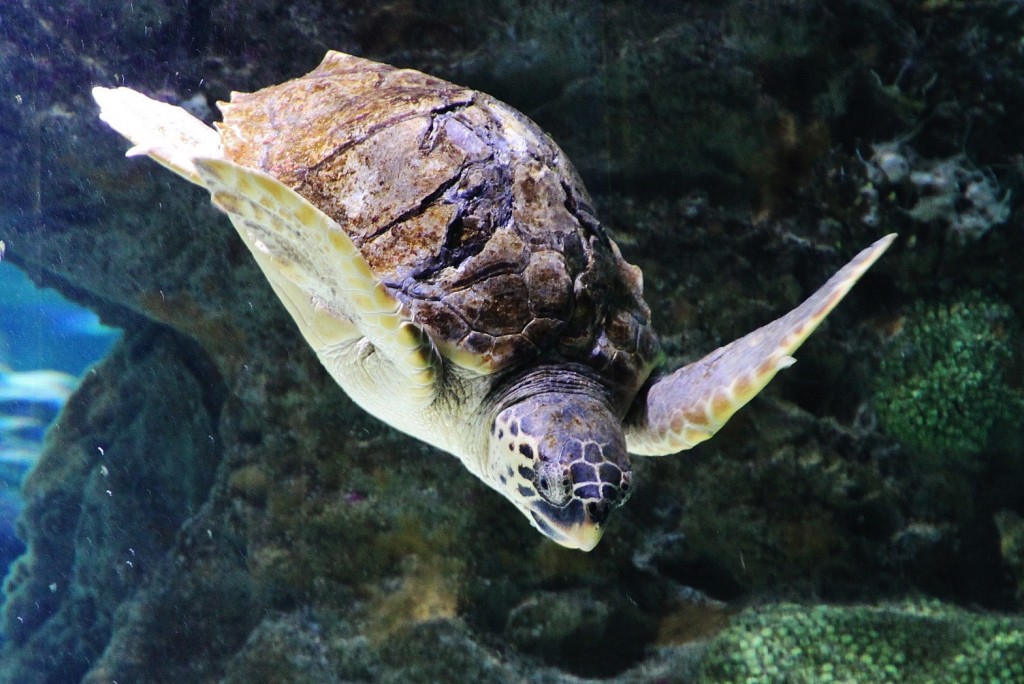 Foto: Acuario - Génova (Liguria), Italia