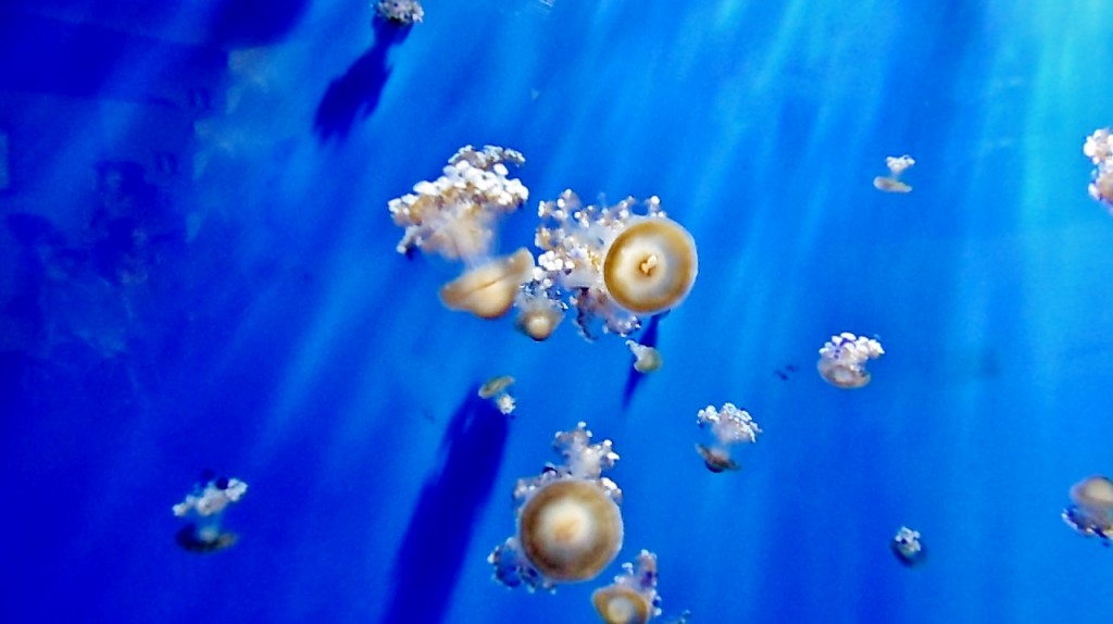 Foto: Acuario - Génova (Liguria), Italia