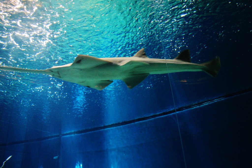 Foto: Acuario - Génova (Liguria), Italia