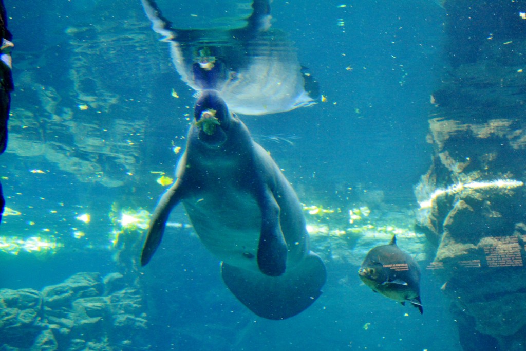 Foto: Acuario - Génova (Liguria), Italia