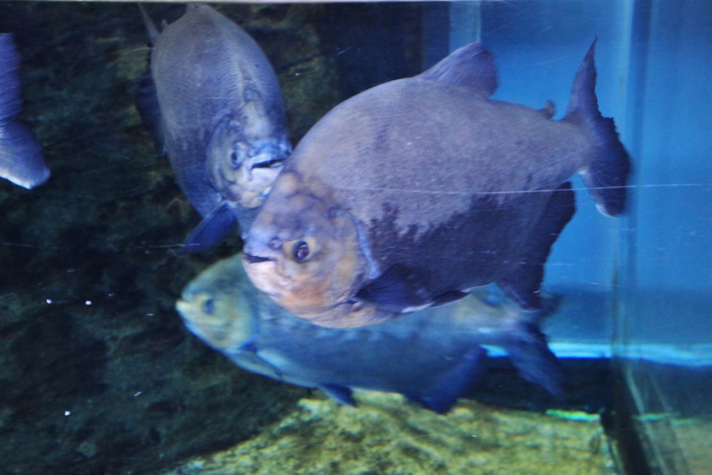 Foto: Acuario - Génova (Liguria), Italia