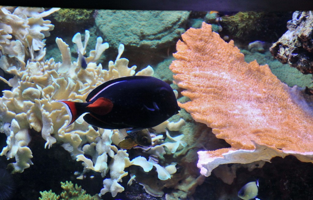 Foto: Acuario - Génova (Liguria), Italia