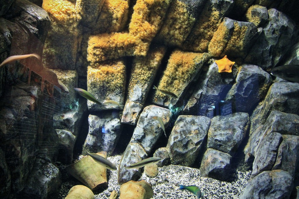 Foto: Acuario - Génova (Liguria), Italia