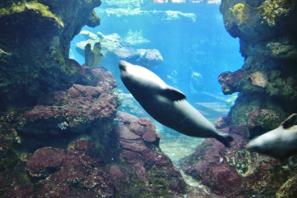 Foto: Acuario - Génova (Liguria), Italia