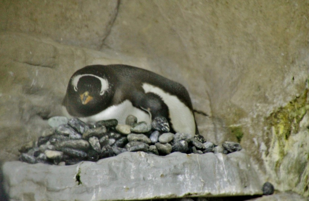 Foto: Acuario - Génova (Liguria), Italia