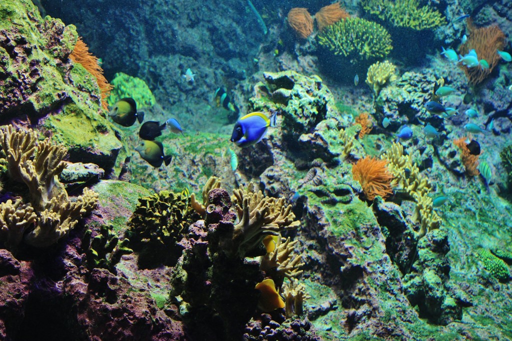 Foto: Acuario - Génova (Liguria), Italia