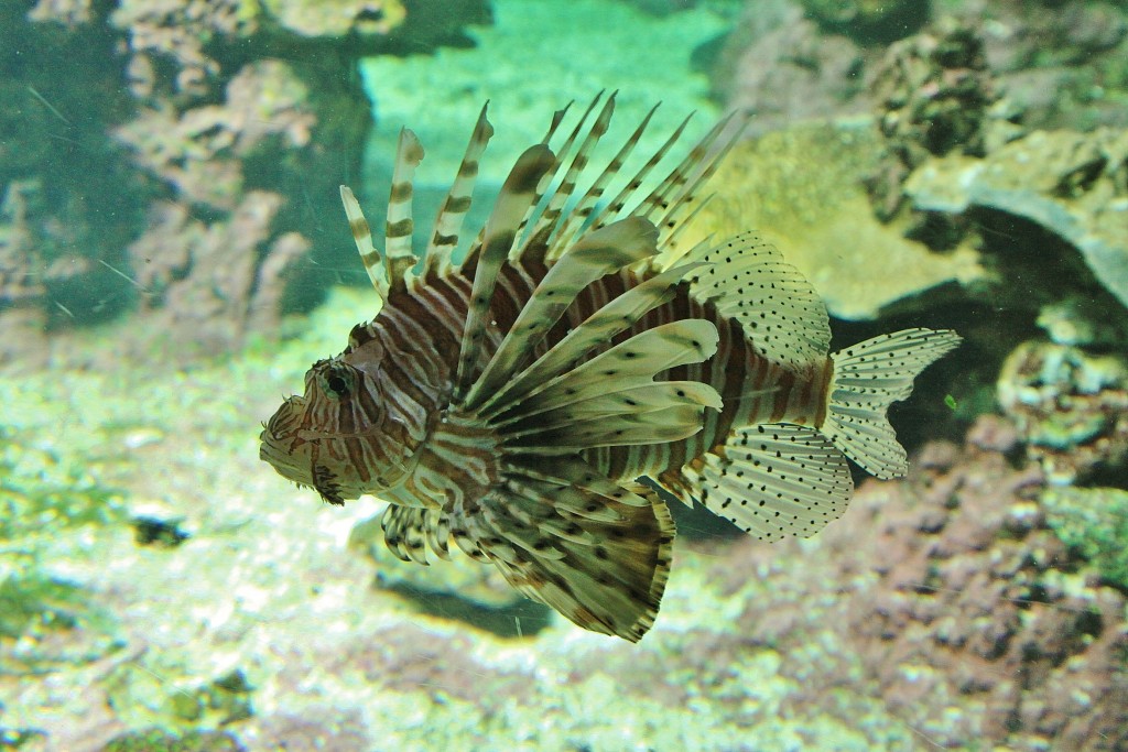 Foto: Acuario - Génova (Liguria), Italia