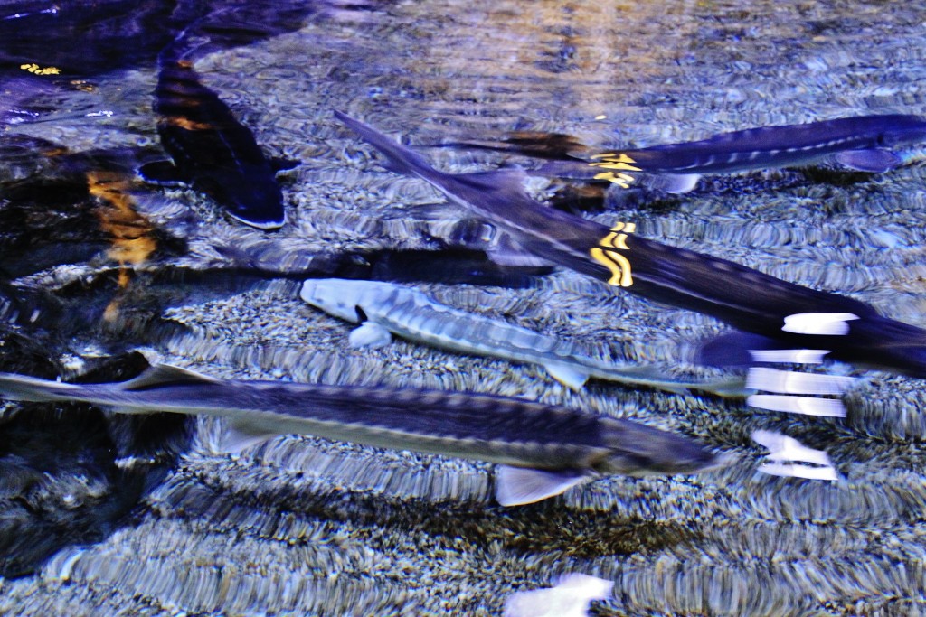 Foto: Acuario - Génova (Liguria), Italia