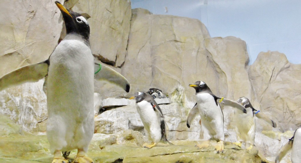 Foto: Acuario - Génova (Liguria), Italia