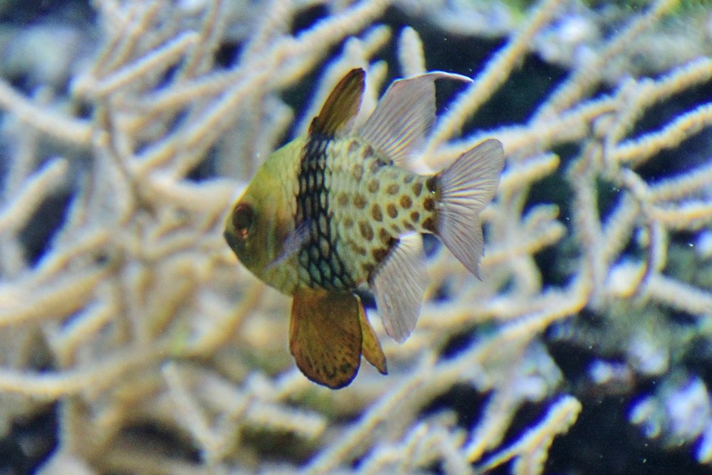 Foto: Acuario - Génova (Liguria), Italia