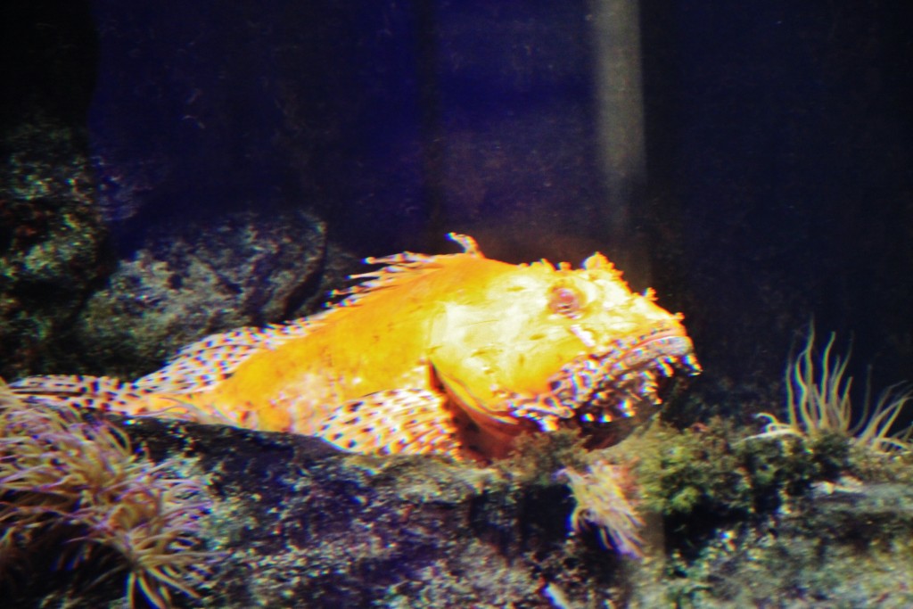 Foto: Acuario - Génova (Liguria), Italia