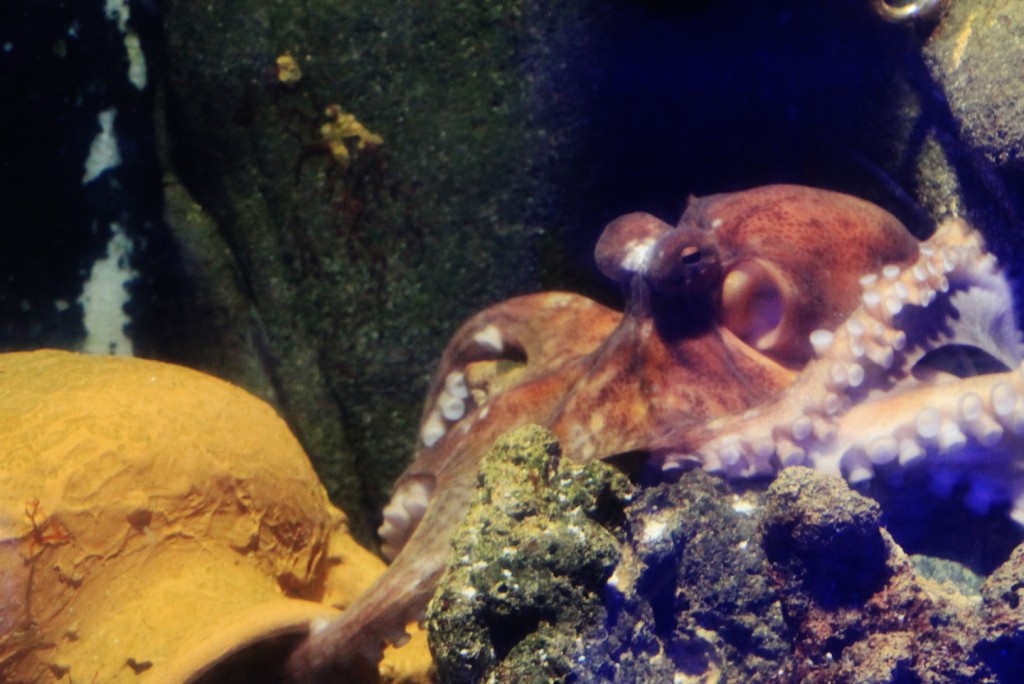 Foto: Acuario - Génova (Liguria), Italia