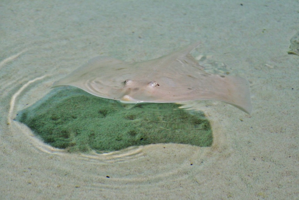 Foto: Acuario - Génova (Liguria), Italia