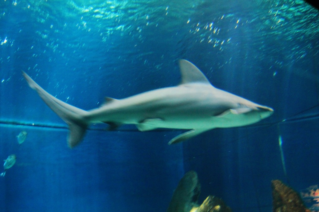 Foto: Acuario - Génova (Liguria), Italia