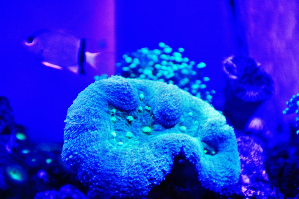 Foto: Acuario - Génova (Liguria), Italia