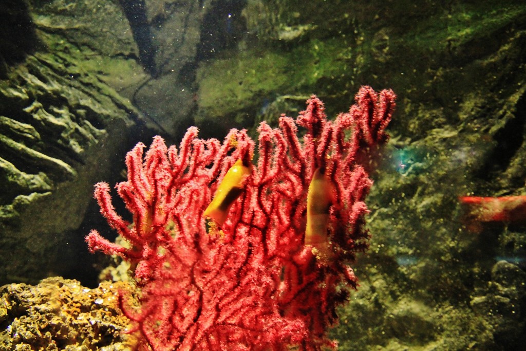 Foto: Acuario - Génova (Liguria), Italia