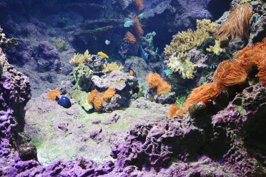 Foto: Acuario - Génova (Liguria), Italia