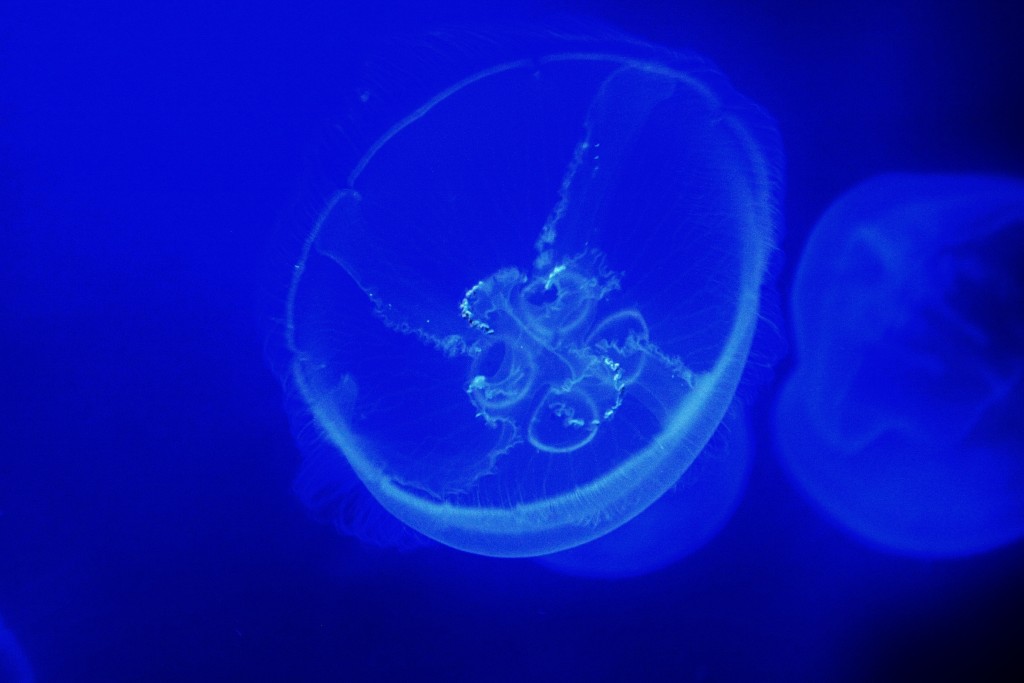 Foto: Acuario - Génova (Liguria), Italia