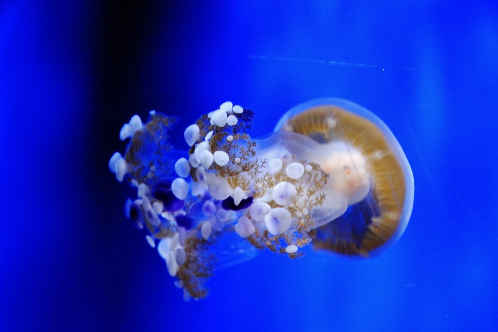Foto: Acuario - Génova (Liguria), Italia