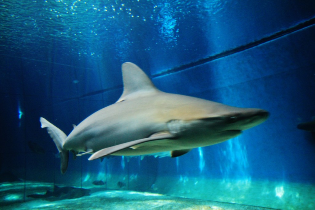 Foto: Acuario - Génova (Liguria), Italia