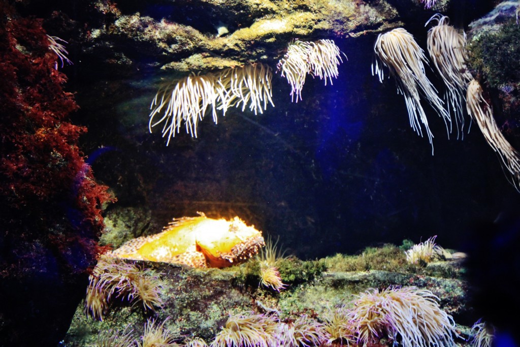 Foto: Acuario - Génova (Liguria), Italia