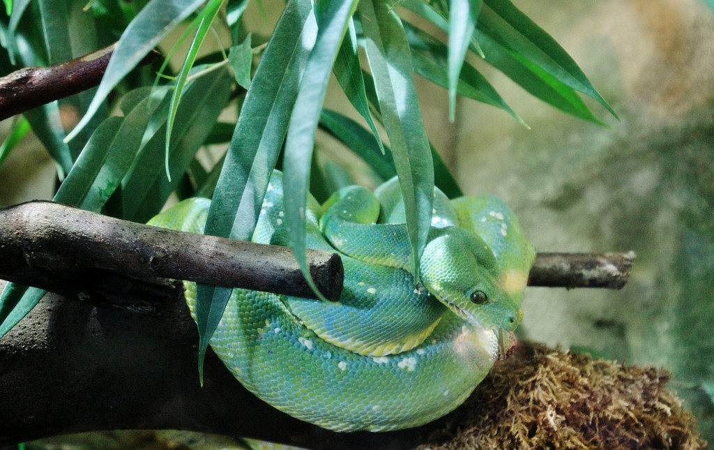Foto: Acuario - Génova (Liguria), Italia