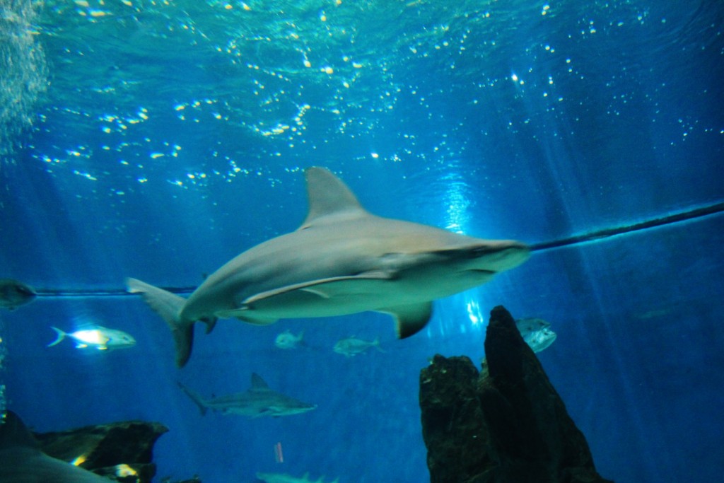 Foto: Acuario - Génova (Liguria), Italia