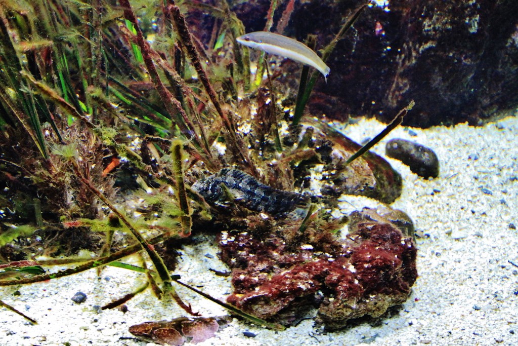 Foto: Acuario - Génova (Liguria), Italia