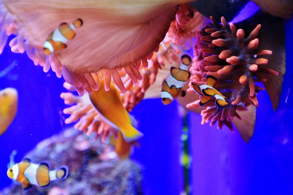 Foto: Acuario - Génova (Liguria), Italia