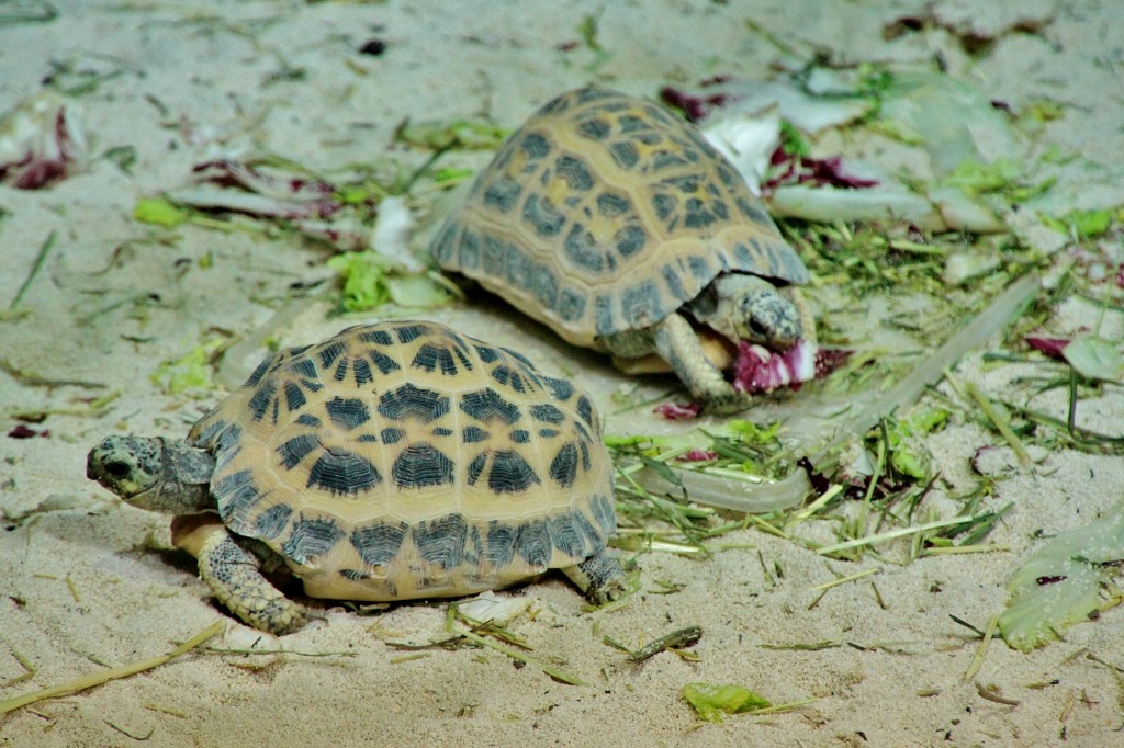 Foto: Acuario - Génova (Liguria), Italia