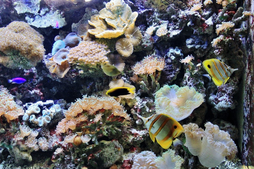 Foto: Acuario - Génova (Liguria), Italia