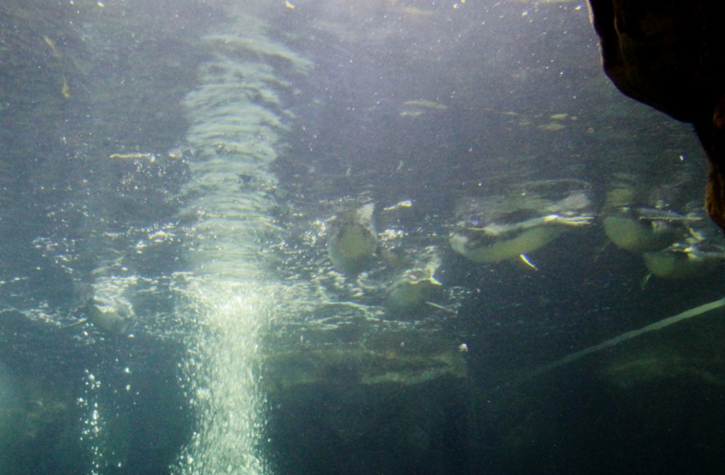 Foto: Acuario - Génova (Liguria), Italia