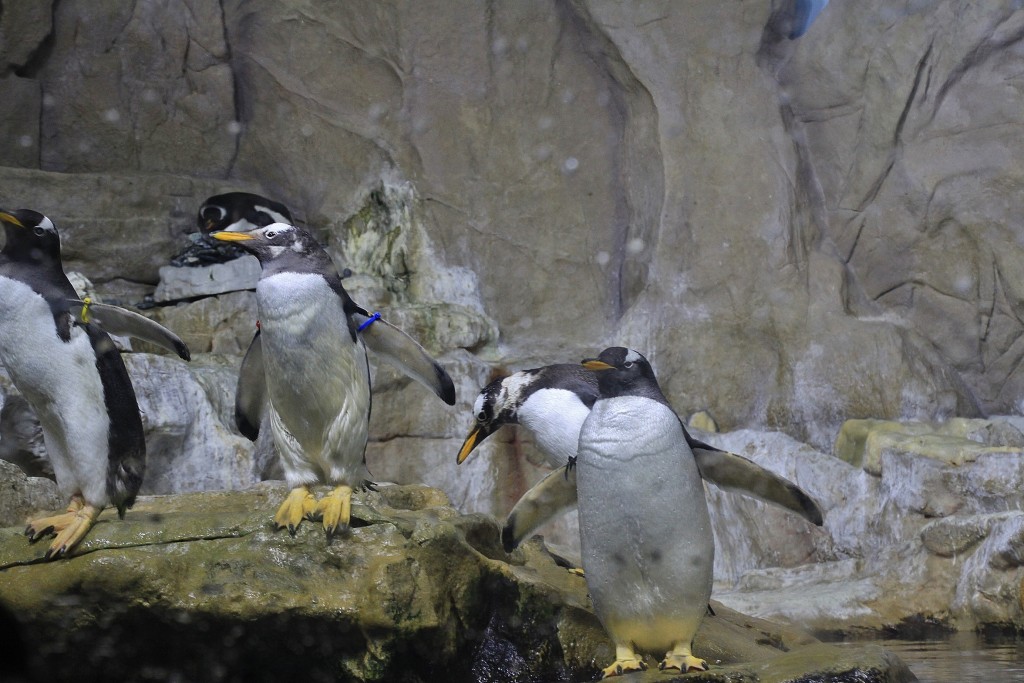 Foto: Acuario - Génova (Liguria), Italia