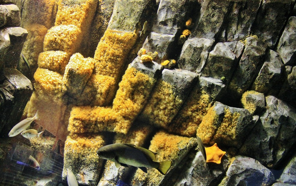 Foto: Acuario - Génova (Liguria), Italia