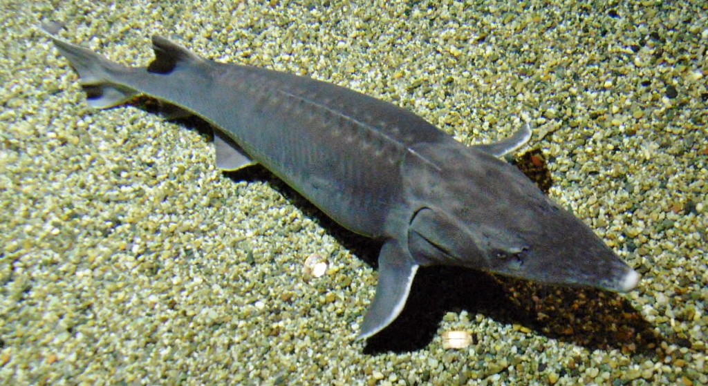 Foto: Acuario - Génova (Liguria), Italia