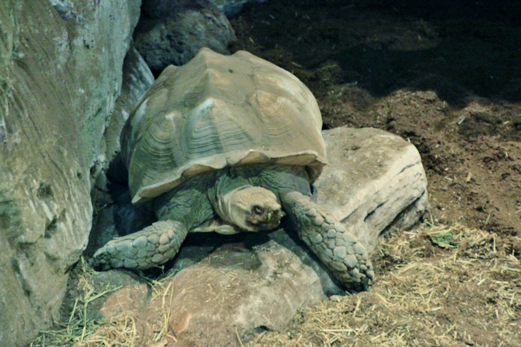 Foto: Acuario - Génova (Liguria), Italia
